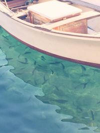 Close-up of fish in swimming pool