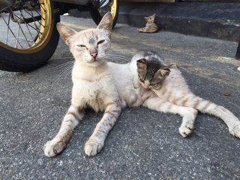 Portrait of cat sitting on street