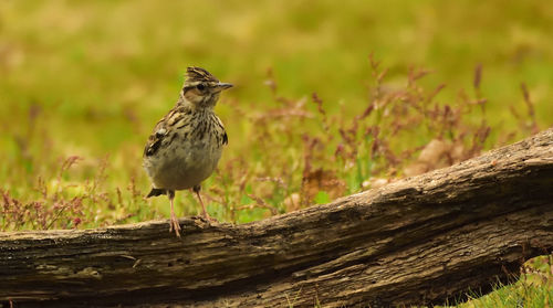 Close-up of bird perching on tree