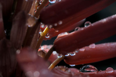 Detail shot of ice cream