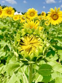 Close-up of yellow flowering plant in field