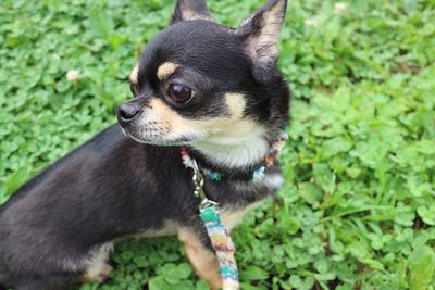 Close-up of pet dog looking away