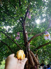 Low angle view of man holding apple tree