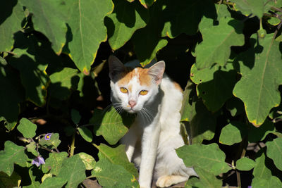 Portrait of a cat