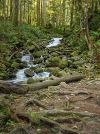 Stream flowing through rocks in forest