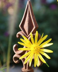 Close-up of yellow flowering plant