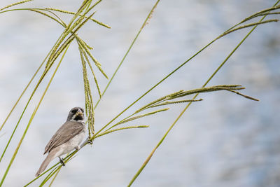 Close-up of bird perching on plant