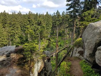 View of trees in forest against cloudy sky