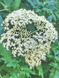 Close-up of flowers blooming outdoors