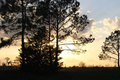 Silhouette trees on field against sky at sunset