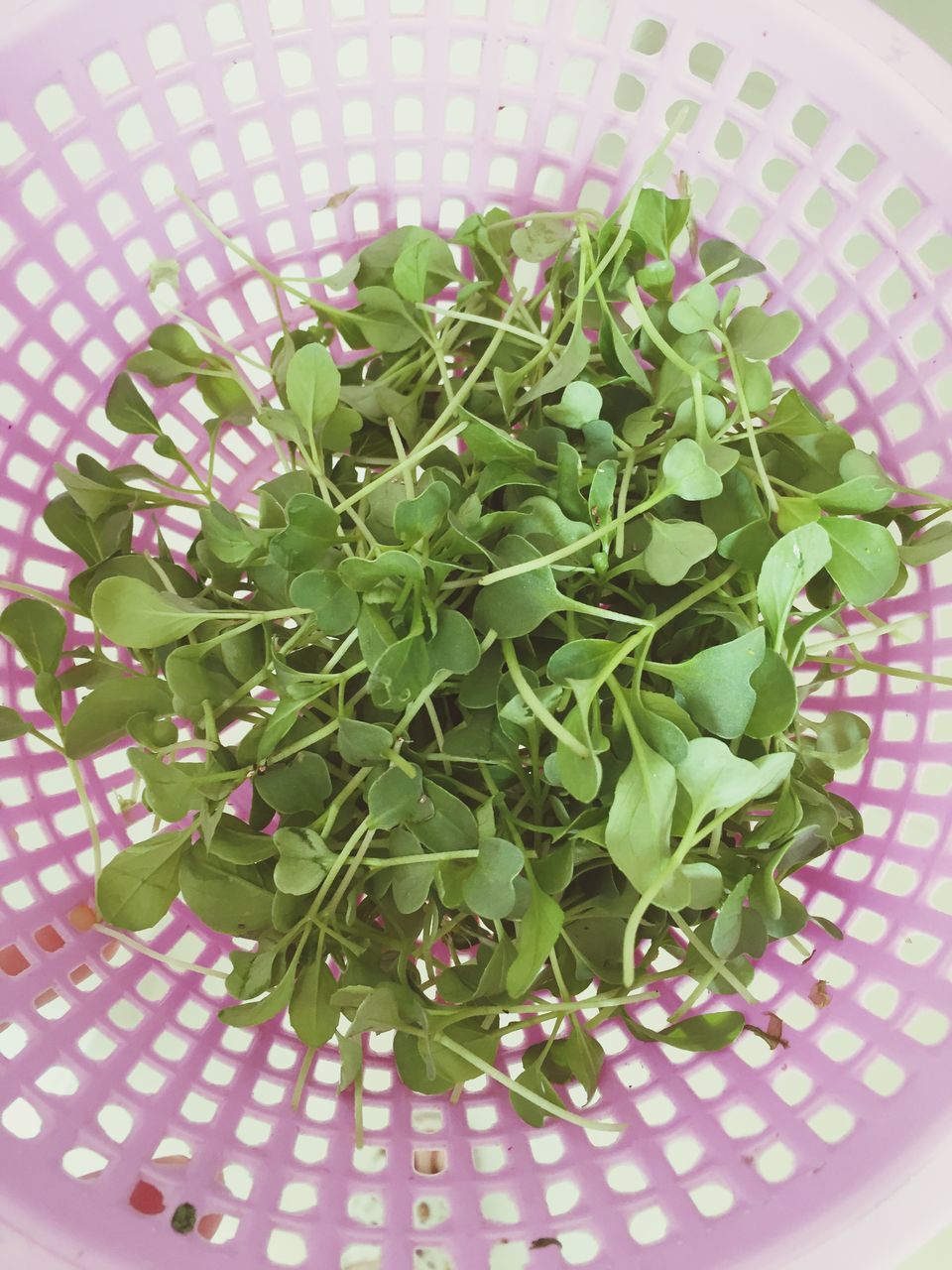 indoors, leaf, high angle view, freshness, plant, green color, growth, close-up, potted plant, directly above, pattern, flower, no people, nature, red, fragility, day, green, table, food and drink