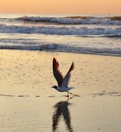 View of seagull flying over sea