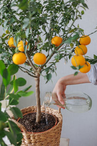 Close-up of fruits on table