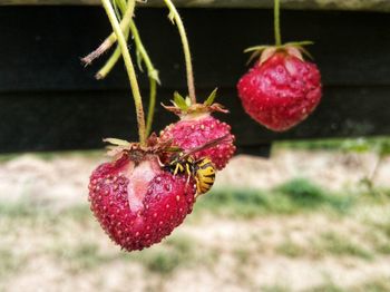Close-up of strawberry hanging on plant
