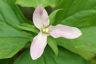 Close-up of pink flower