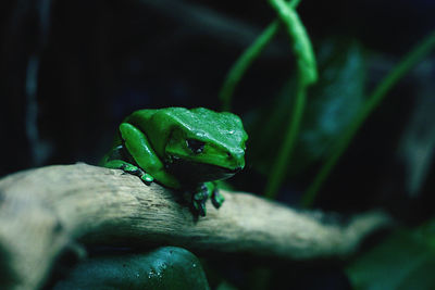 Close-up of frog on leaf