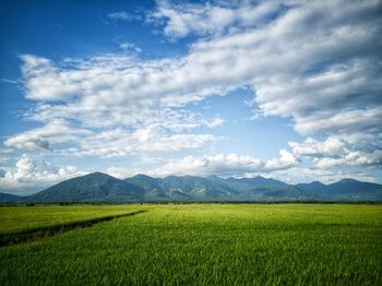 Scenic view of agricultural field against sky