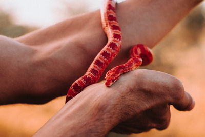 Close-up of hand holding red leaf