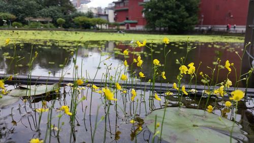 Plants in pond