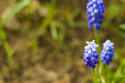 Muscari flower macro and close-up, blossom, blue and purple color flower head in the field