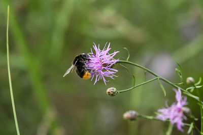 Close-up of bee pollinating on purple flower