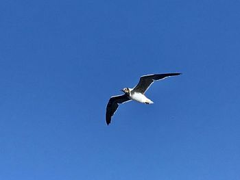 Low angle view of eagle flying against clear blue sky