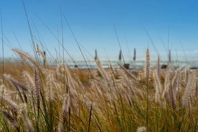 Close-up of wheat field against sky