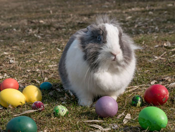 Close-up of easter eggs with ball on grass