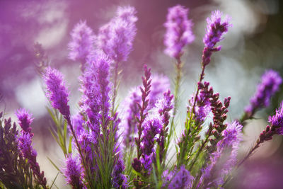 Close-up of purple flowering plants