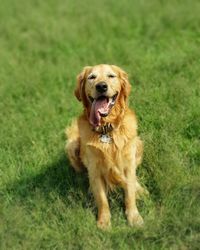 Portrait of golden retriever