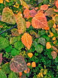 Close-up of maple leaves on tree