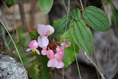 Close-up of pink flowering plant