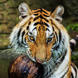 Close-up portrait of a tiger