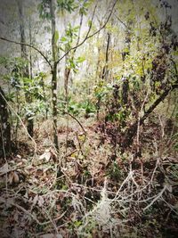 Trees in forest