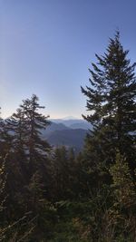 Scenic view of pine trees and mountains against sky