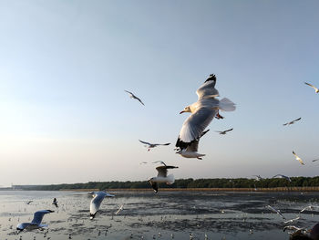 Seagulls flying over sea against sky