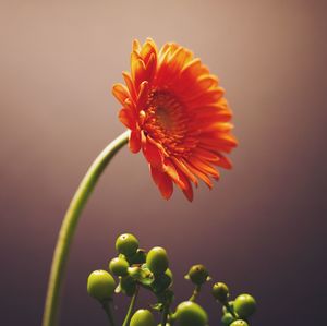 Close-up of orange flower