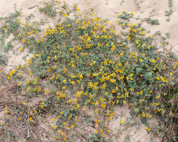 High angle view of yellow flowering plant on field