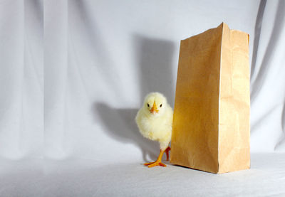 Baby chicken by paper bag on fabric