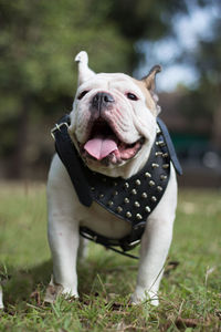 Close-up of bulldog standing on grassy field