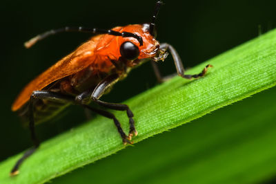 Close-up of insect on leaf