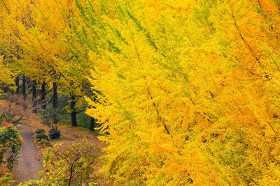 Scenic view of forest during autumn