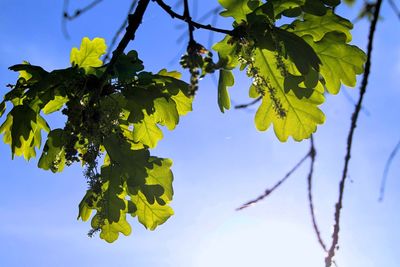 Low angle view of leaves against sky