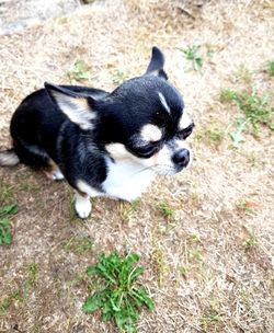 High angle view of dog on field