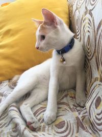 High angle view of cat lying on bed at home