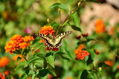 Close-up of butterfly pollinating on flower