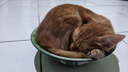 High angle view of cat sleeping on tiled floor