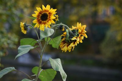 Close-up of yellow flower