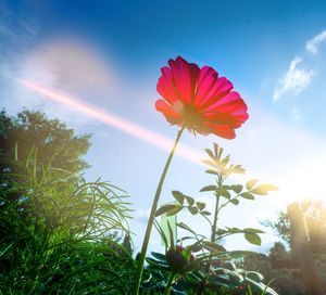 Close-up of red cosmos flowers blooming against sky