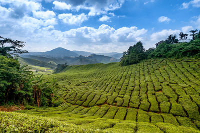 Scenic view of field against clear sky